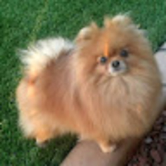 Meet your Posher, Deb - Picture 1 of 1